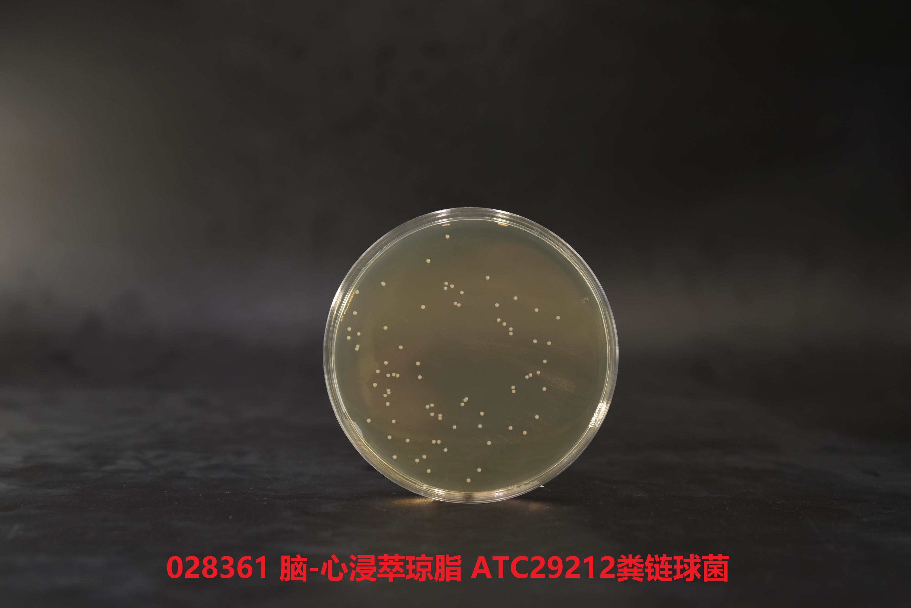 糞腸球菌ATCC29212 糞腸球菌ATCC29212