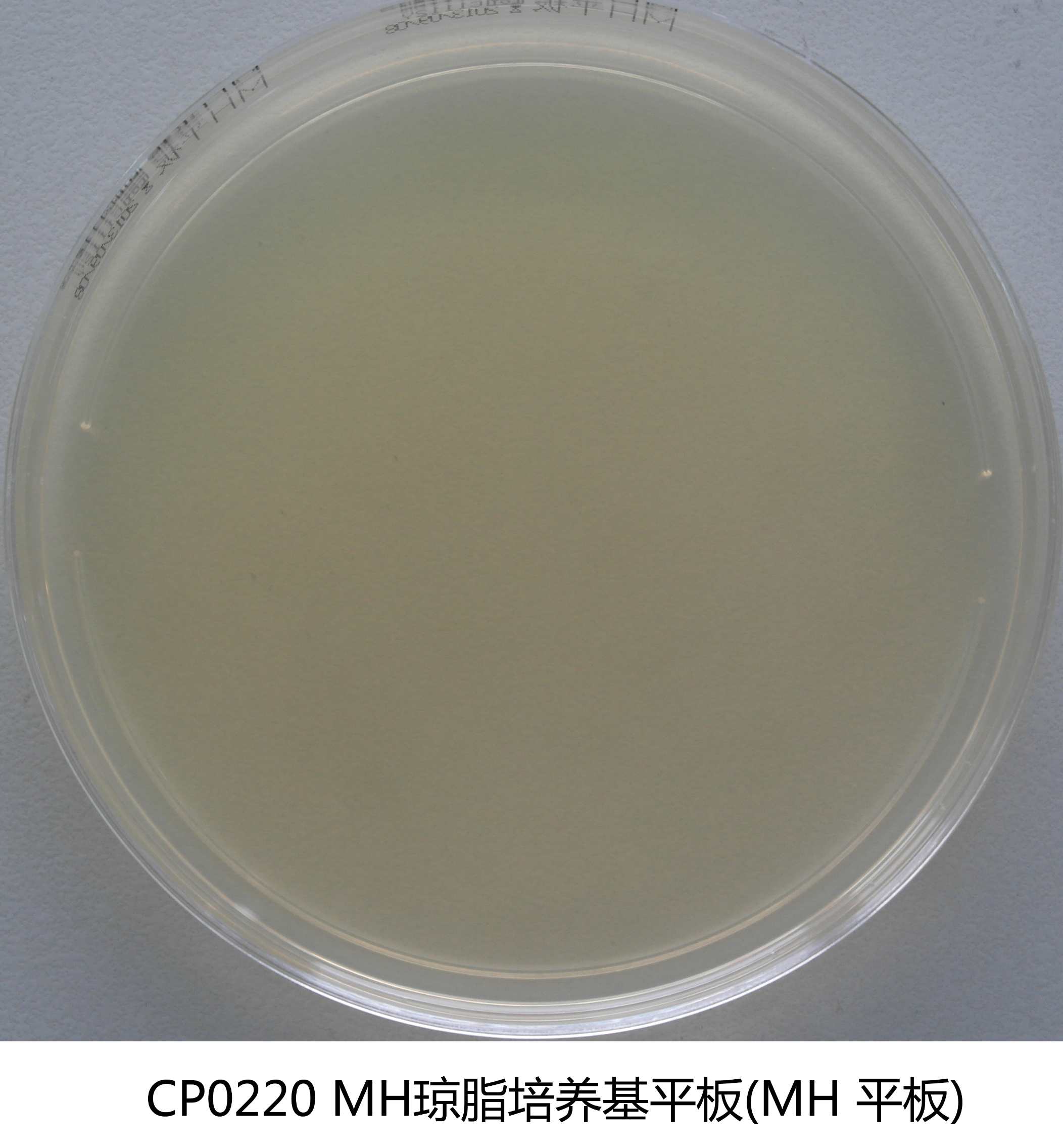 MH瓊脂平板培養(yǎng)基 MH瓊脂平板培養(yǎng)基