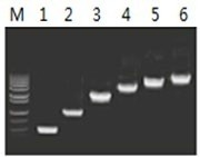 50μl 擴增體系中，以 5ng λDNA 為模板，對 500bp~6.0kb 的擴增結(jié)果