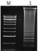 Bst DNA 聚合酶大片段用于LAMP 實(shí)驗(yàn) Bst DNA 聚合酶大片段用于LAMP 實(shí)驗(yàn)