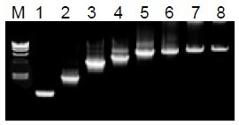 50μL 擴(kuò)增體系中，λDNA 為模板，擴(kuò)增 1kb~20kb 片段。
