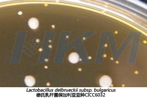 德氏乳桿菌保加利亞亞種CICC6032 德氏乳桿菌保加利亞亞種CICC6032