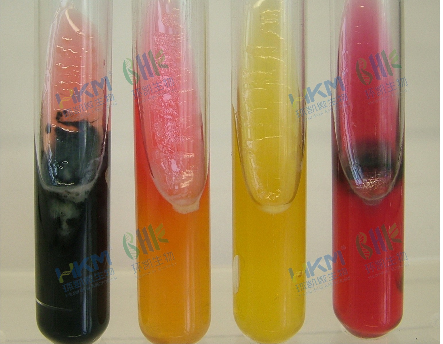 022080 三糖鐵瓊脂培養(yǎng)基(TSI)(GB/SN/FDA) 生化鑒定試驗 022080 三糖鐵瓊脂培養(yǎng)基(TSI)(GB/SN/FDA) 生化鑒定試驗